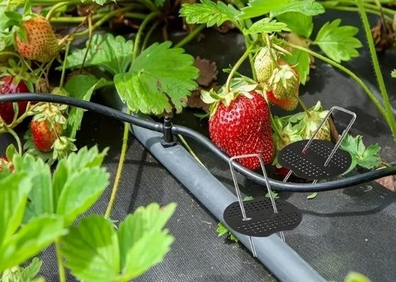 Insectennet Fixing Peg Turf Beveiliging SOD Stapels gegalvaniseerd stalen tuinnagel